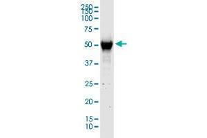 C13orf18 MaxPab rabbit polyclonal antibody. (C13orf18 抗体  (AA 1-595))