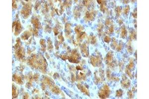 IHC testing of FFPE mouse pancreas with Elastase 3B antibody. (Elastase 3B 抗体  (AA 82-238))