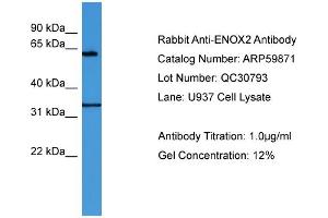 WB Suggested Anti-ENOX2  Antibody Titration: 0. (ENOX2 抗体  (N-Term))