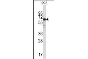 SYT6 Antibody (C-term) (ABIN657471 and ABIN2846499) western blot analysis in 293 cell line lysates (35 μg/lane). (SYT6 抗体  (C-Term))