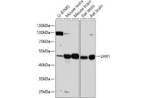 Western blot analysis of extracts of various cell lines, using LHX1 antibody (ABIN7268260) at 1:1000 dilution. (LHX1 抗体  (AA 120-180))