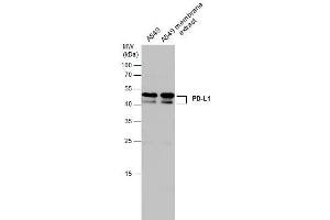 WB Image A549 whole cell and membrane extracts (30 μg) were separated by 12% SDS-PAGE, and the membrane was blotted with PD-L1 antibody , diluted at 1:500. (PD-L1 抗体  (C-Term))