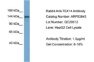 WB Suggested Anti-TEX14  Antibody Titration: 0. (TEX14 抗体  (Middle Region))