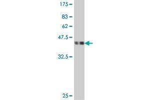 Western Blotting (WB) image for anti-Processing of Precursor 4, Ribonuclease P/MRP Subunit (POP4) (AA 121-220) antibody (ABIN564698)