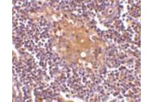 Immunohistochemistry of AIM in human lymph node tissue with AIM antibody at 10 μg/ml. (CD5L 抗体  (C-Term))