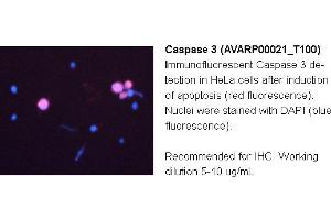 Image no. 2 for anti-Caspase 3 (CASP3) (N-Term) antibody (ABIN2774596) (Caspase 3 抗体  (N-Term))