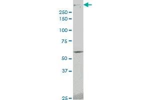 PRKDC monoclonal antibody (M02), clone 1B9 Western Blot analysis of PRKDC expression in A-431 . (PRKDC 抗体  (AA 4019-4128))