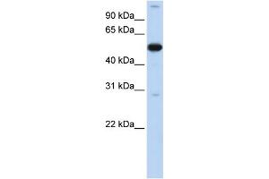 WB Suggested Anti-ZNF500 Antibody Titration:  0. (ZNF500 抗体  (N-Term))