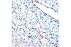 Immunohistochemistry of paraffin-embedded mouse kidney using Cadherin-13 (CDH13) Rabbit mAb (ABIN7265996) at dilution of 1:100 (40x lens). (Cadherin 13 抗体)