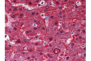 Immunohistochemical analysis of paraffin-embedded human Liver tissues using BHMT mouse mAb (BHMT 抗体)