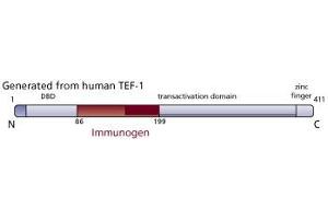 Image no. 1 for anti-TEA Domain Family Member 1 (SV40 Transcriptional Enhancer Factor) (TEAD1) (AA 86-199) antibody (ABIN968252) (TEAD1 抗体  (AA 86-199))