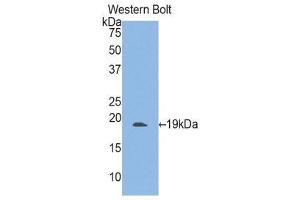 Western Blotting (WB) image for anti-Integrin alpha M (ITGAM) (AA 301-451) antibody (ABIN1859496) (CD11b 抗体  (AA 301-451))
