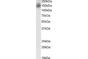 Western Blotting (WB) image for Down Syndrome Cell Adhesion Molecule (DSCAM) peptide (ABIN368934) (Down Syndrome Cell Adhesion Molecule (DSCAM) Peptide)