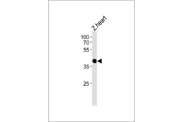 CCDC89 抗体  (C-Term)