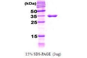 SDS-PAGE (SDS) image for DnaJ (Hsp40) Homolog, Subfamily B, Member 6 (DNAJB6) (AA 1-376) protein (ABIN934893)