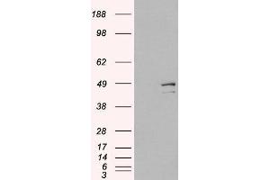 Western Blotting (WB) image for Death-Associated Protein 3 (DAP3) peptide (ABIN370267)