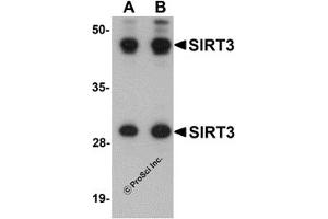 Western Blotting (WB) image for anti-Sirtuin 3 (SIRT3) (Middle Region) antibody (ABIN1031094)
