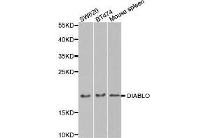 DIABLO 抗体  (AA 1-232)