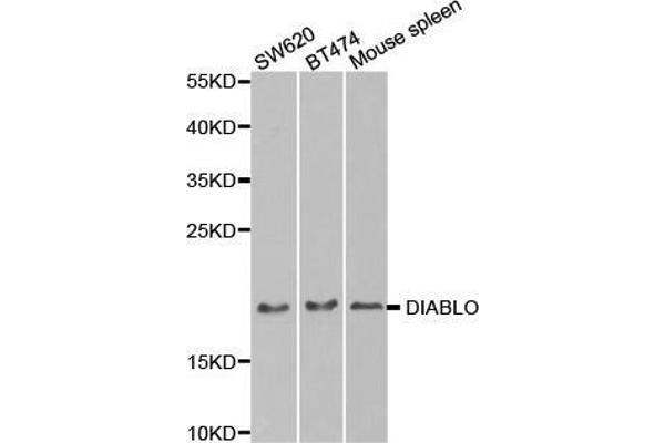 DIABLO 抗体  (AA 1-232)