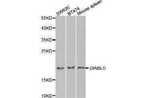Western blot analysis of extracts of various cell lines, using DIABLO antibody. (DIABLO 抗体  (AA 1-232))