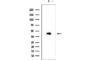 anti-DAZ Associated Protein 1 (DAZAP1) antibody
