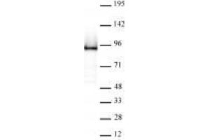Rad21 antibody (rAb) tested by Western blot. (Recombinant RAD21 抗体  (N-Term))