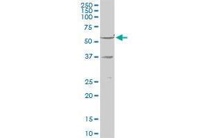 RXRG MaxPab rabbit polyclonal antibody. (Retinoid X Receptor gamma 抗体  (AA 1-463))