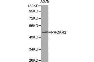 Western blot analysis of extracts of A375 cell line, using PROKR2 antibody. (Prokineticin Receptor 2 抗体)