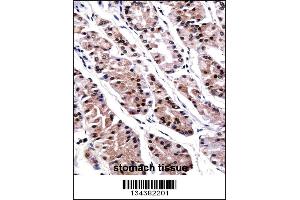 RUNX3 Antibody immunohistochemistry analysis in formalin fixed and paraffin embedded human stomach tissue followed by peroxidase conjugation of the secondary antibody and DAB staining. (RUNX3 抗体  (AA 168-197))