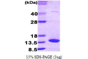 SDS-PAGE (SDS) image for Fatty Acid Binding Protein 7, Brain (FABP7) (AA 1-132) protein (ABIN667716)