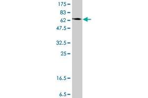 Western Blotting (WB) image for anti-Enolase 1 (ENO1) (AA 1-434) antibody (ABIN560740)