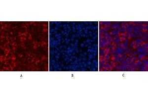 Immunofluorescence analysis of mouse spleen tissue. (Cytochrome C 抗体)