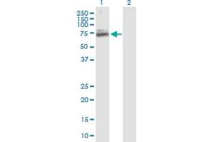 Western Blot analysis of TIGD1 expression in transfected 293T cell line by TIGD1 MaxPab polyclonal antibody.
