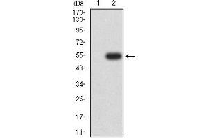 Western blot analysis using CD154 mAb against HEK293 (1) and CD154 (AA: extra 47-261)-hIgGFc transfected HEK293 (2) cell lysate. (CD40 Ligand 抗体  (AA 47-261))