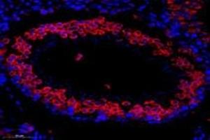 Immunofluorescent analysis of paraformaldehyde-fixed mouse testis using,TTC12 (ABIN7075869) at dilution of 1: 1000 (TTC12 抗体)