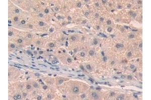 Immunohistochemistry (IHC) image for anti-Ataxin 10 (ATXN10) (AA 116-302) antibody (ABIN7442945)