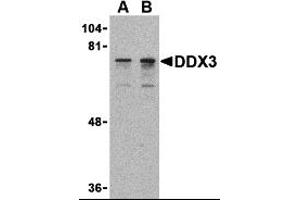 Western Blotting (WB) image for anti-DEAD (Asp-Glu-Ala-Asp) Box Polypeptide 3, X-Linked (DDX3X) (N-Term) antibody (ABIN1031348) (DDX3X 抗体  (N-Term))