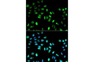 Immunofluorescence (IF) image for anti-MAD1 Mitotic Arrest Deficient-Like 1 (MAD1L1) (AA 360-700) antibody (ABIN3021566)