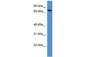 WB Suggested Anti-Angel1 Antibody Titration: 0. (ANGEL1 抗体  (C-Term))
