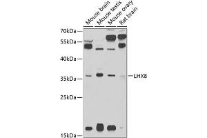Western blot analysis of extracts of various cell lines, using LHX8 antibody (ABIN3022777, ABIN3022778, ABIN3022779 and ABIN6219224) at 1:1000 dilution. (LHX8 抗体  (AA 1-220))