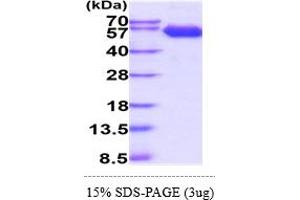 SDS-PAGE (SDS) image for Basigin (Ok Blood Group) (BSG) (AA 22-207) protein (hIgG-His-tag) (ABIN5855085)