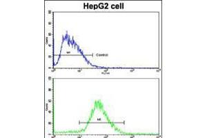 Flow cytometric analysis of HepG2 cells using H Cadherin (CDH13) Antibody (N-term)(bottom histogram) compared to a negative control cell (top histogram). (Cadherin 13 抗体  (N-Term))