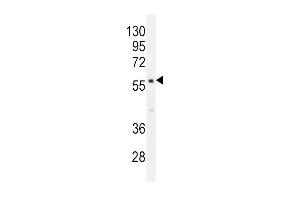PDE1B Antibody (C-term) (ABIN655791 and ABIN2845221) western blot analysis in mouse brain tissue lysates (35 μg/lane). (PDE1B 抗体  (C-Term))