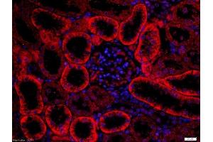 Paraformaldehyde-fixed, paraffin embedded rat kidney, Antigen retrieval by boiling in sodium citrate buffer (pH6) for 15min, Block endogenous peroxidase by 3% hydrogen peroxide for 30 minutes, Blocking buffer (normal goat serum) at 37°C for 20min, Antibody incubation with Rabbit Anti-FZD3/Frizzled 3 Polyclonal Antibody, Unconjugated  at 1:200 overnight at 4°C, followed by the secondary antibody was Goat Anti-Rabbit IgG, Cy3 conjugated-Cy3)used at 1:200 dilution for 40 minutes at 37°C. (FZD3 抗体  (AA 121-220))