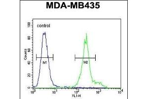 ANKFY1 Antibody (C-term) (ABIN650902 and ABIN2839988) flow cytometric analysis of MDA-M cells (right histogram) compared to a negative control cell (left histogram). (ANKFY1 抗体  (C-Term))
