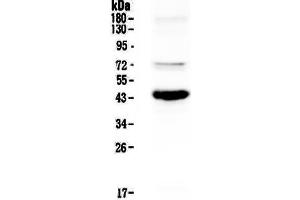 Western blot analysis of PAX5 using anti-PAX5 antibody . (PAX5 抗体  (AA 217-282))