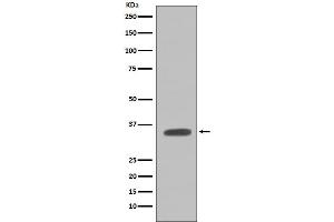 Western blot analysis of Caspase-7 expression in NIH/3T3 cell lysate.