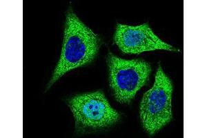 Immunofluorescence (IF) image for anti-Aldehyde Dehydrogenase 2 Family (Mitochondrial) (ALDH2) (AA 317-517) antibody (ABIN1724795)