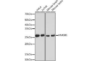 Western blot analysis of extracts of various cell lines, using HMGB1 antibody (ABIN7267648) at 1:1000 dilution. (HMGB1 抗体)