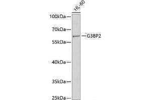 Western blot analysis of extracts of HL-60 cells using G3BP2 Polyclonal Antibody at dilution of 1:1000. (G3BP2 抗体)